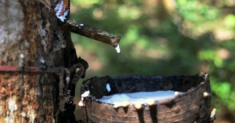 ടയർ നിർമ്മാണം; റബ്ബർ കൃഷി പ്രോത്സാഹിപ്പിക്കാൻ ഓട്ടോമോട്ടീവ് ടയർ മാനുഫാക്ചറേഴ്സ് അസോസിയേഷൻ